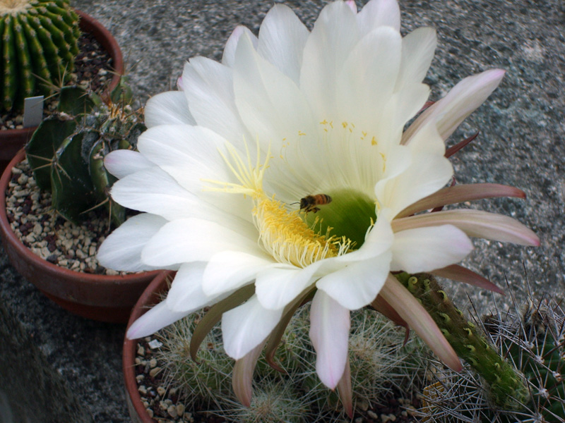 Echinopsis hystrichoides kermesina 