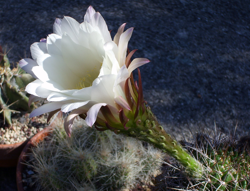 Echinopsis hystrichoides kermesina 