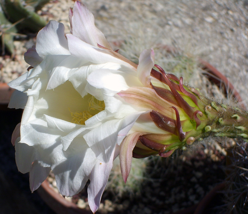 Echinopsis hystrichoides kermesina 