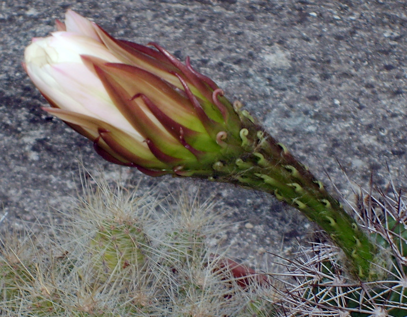 Echinopsis hystrichoides kermesina 
