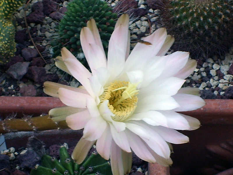 Echinopsis longispina v. nigra 