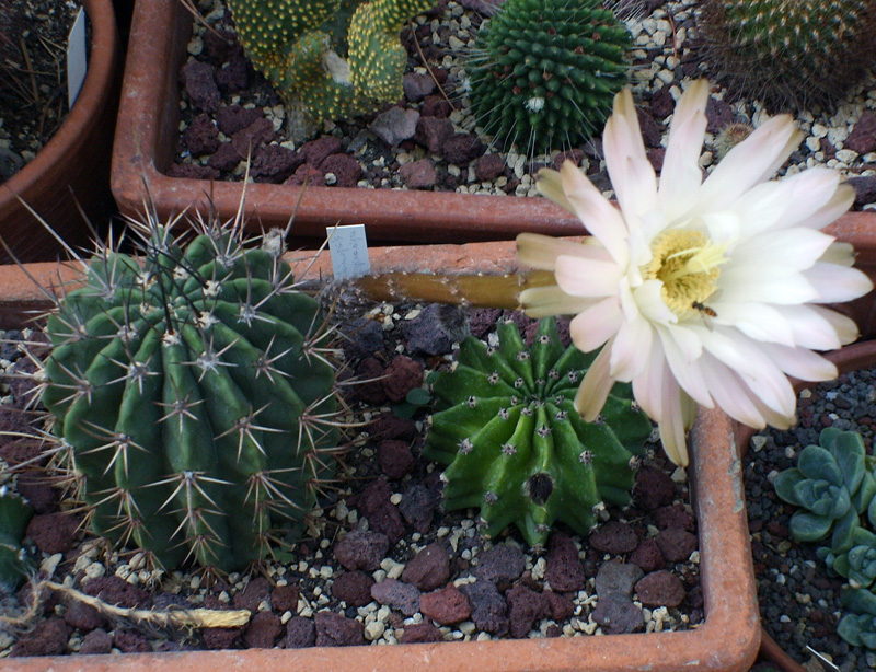 Echinopsis longispina v. nigra 