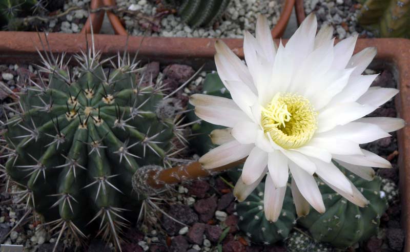 echinopsis longispina v. nigra