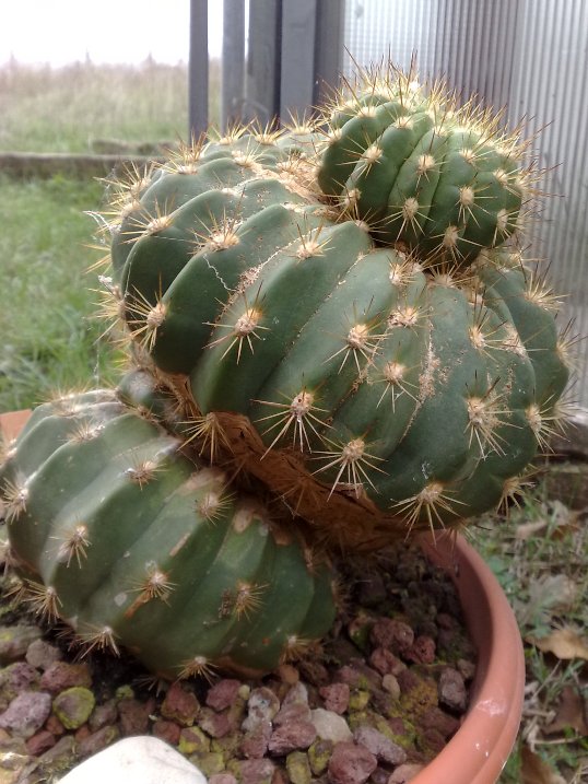 Echinopsis mamillosa 