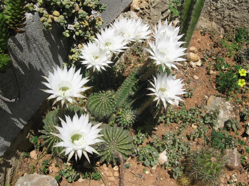 Echinopsis sp. 