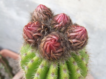 chinopsis chickendantzii 