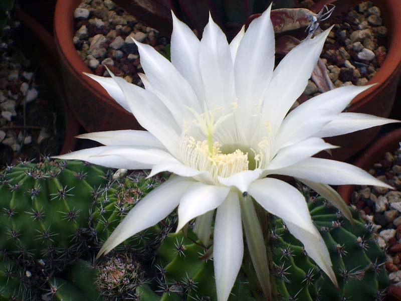 Echinopsis multiplex 