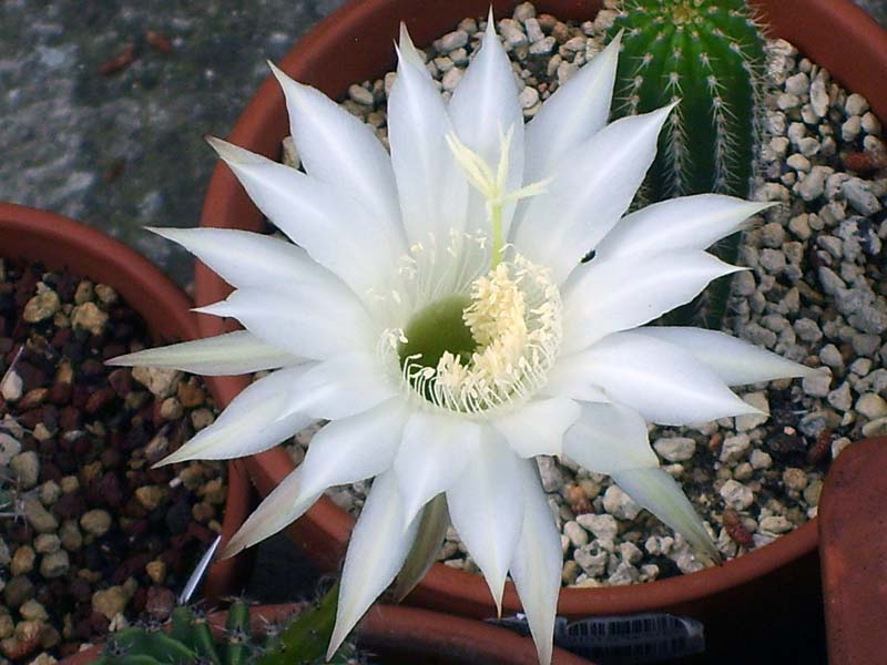 Echinopsis multiplex 