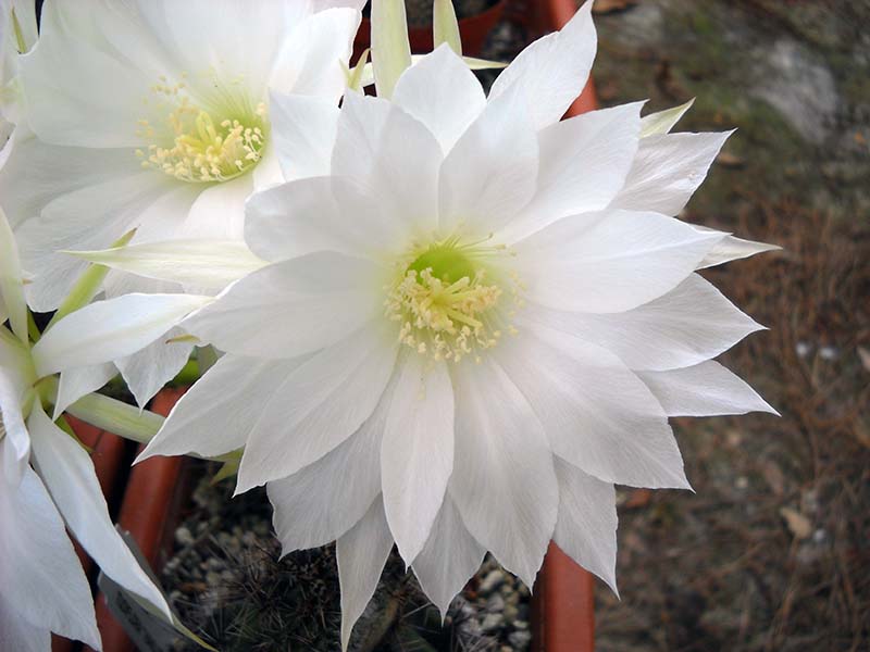 echinopsis multiplex