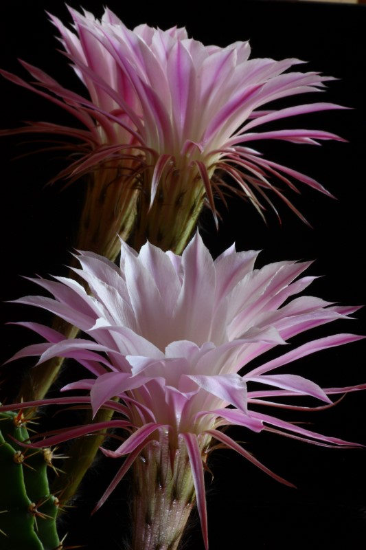 Echinopsis oxygona 