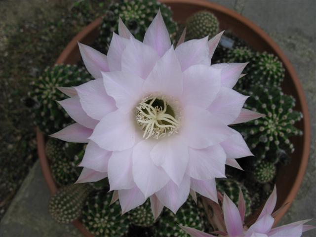 Echinopsis multiplex 