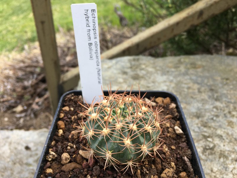 Echinopsis obrepanda 