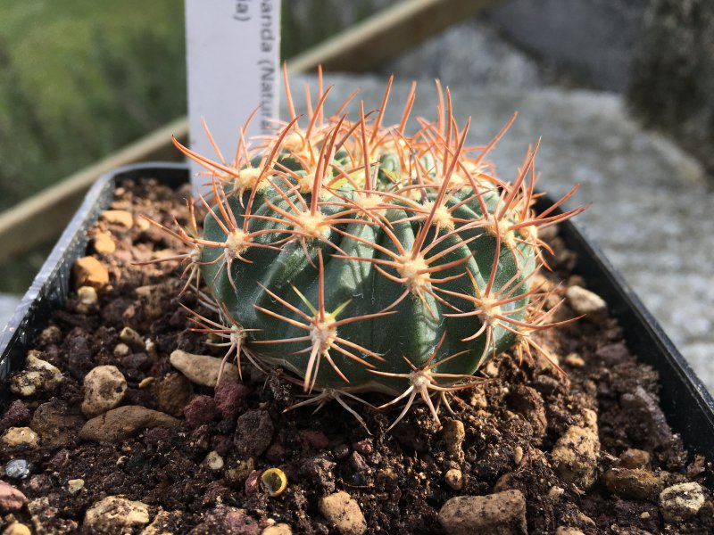 Echinopsis obrepanda 