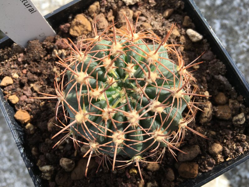 Echinopsis obrepanda 