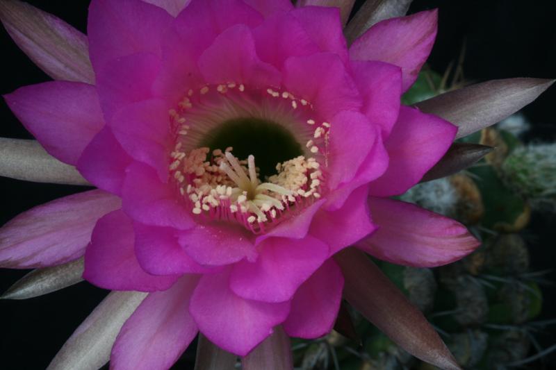 Echinopsis calorubra 