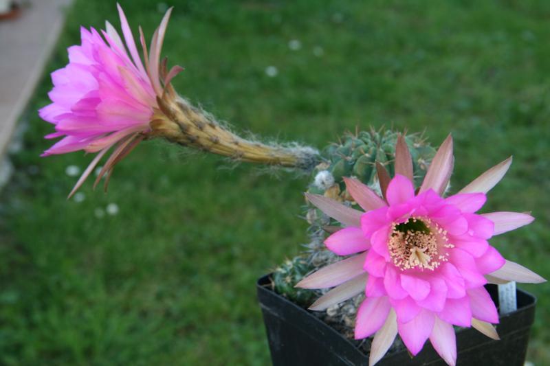 Echinopsis calorubra 