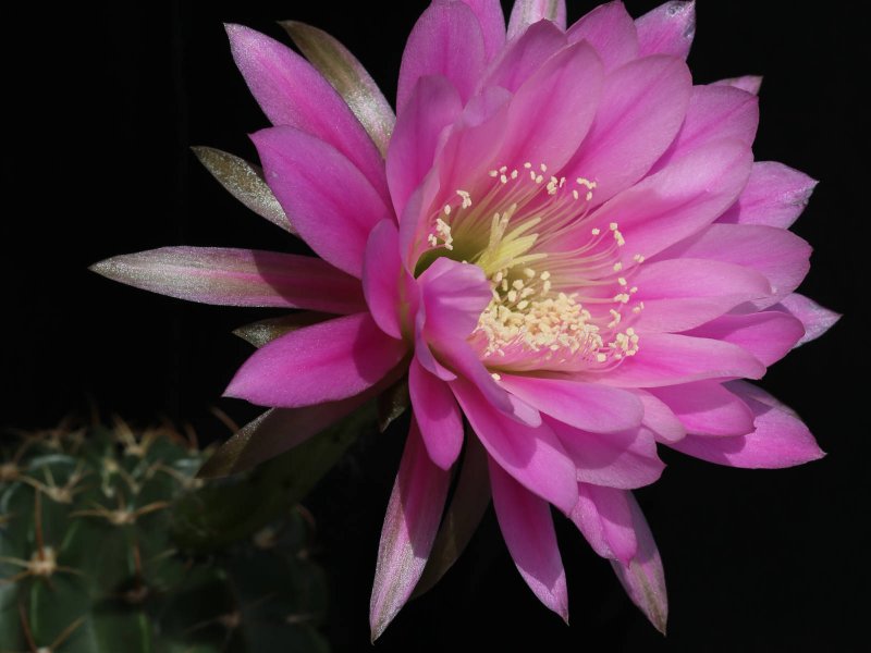 Echinopsis obrepanda v. frankii 