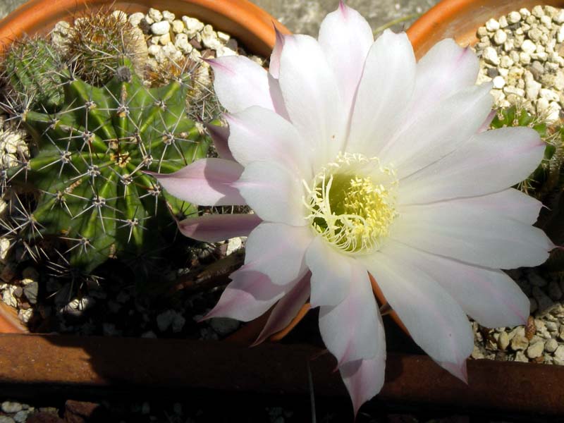 Echinopsis oxygona 