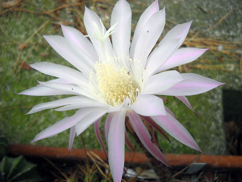 Echinopsis oxygona 