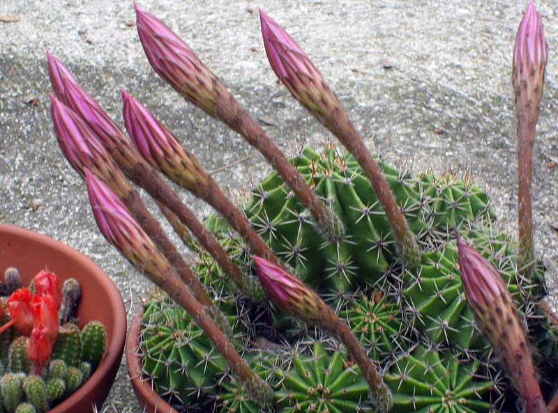 Echinopsis oxygona 