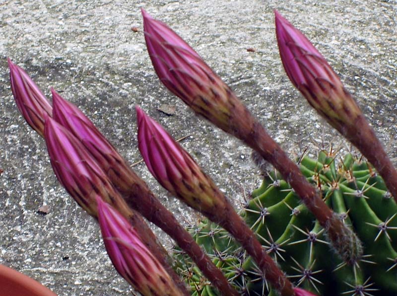 Echinopsis oxygona 