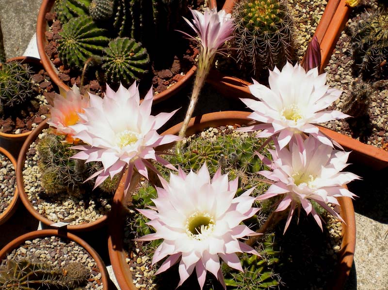 Echinopsis oxygona 