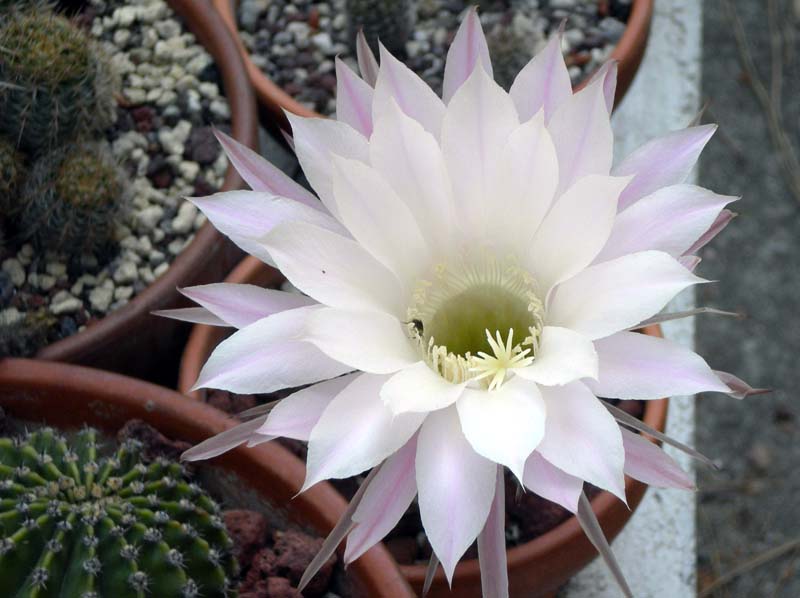 Echinopsis oxygona 