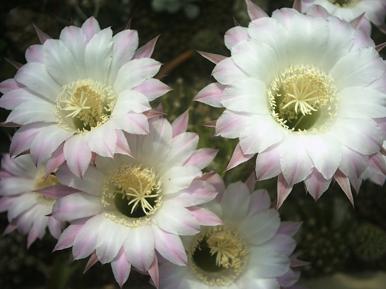 Echinopsis oxygona 