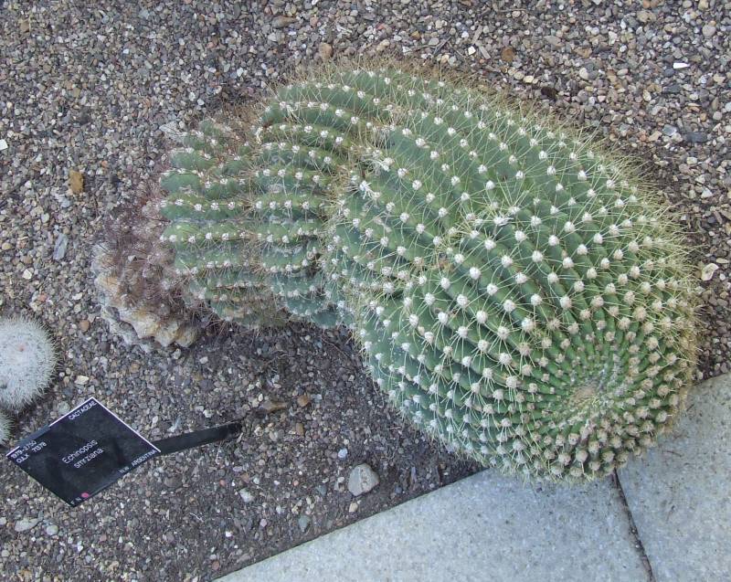 Echinopsis smrziana 