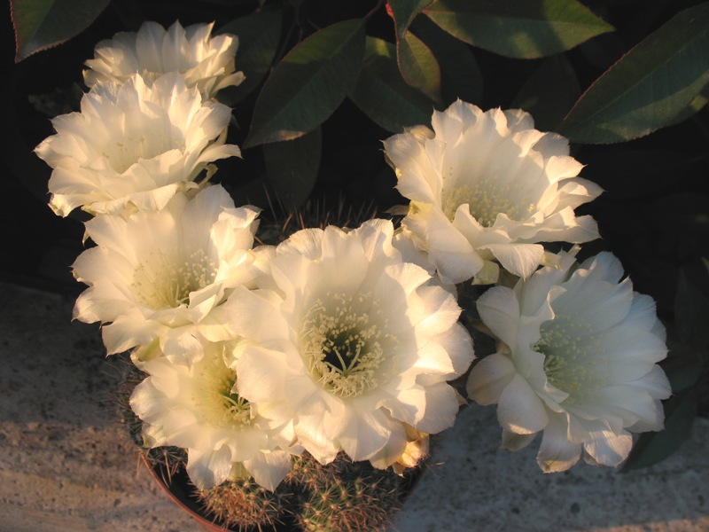 echinopsis ibrido bianco