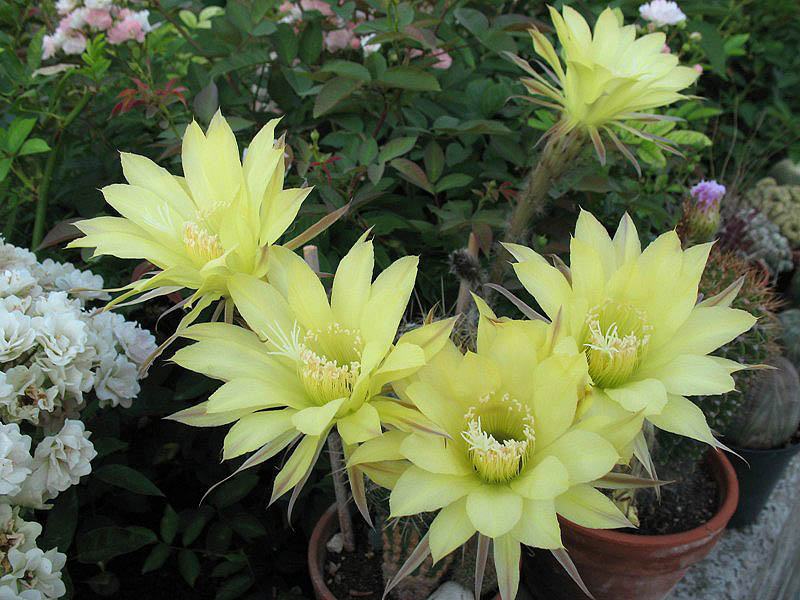 echinopsis ibrido giallo