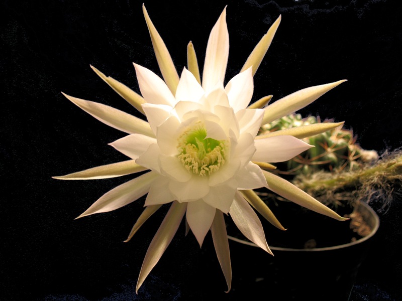 Echinopsis mamillosa 