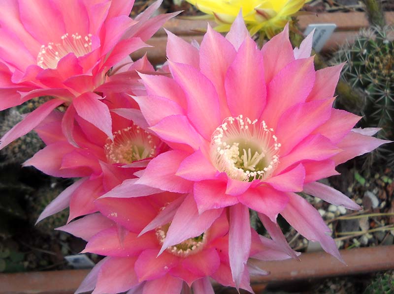 Echinopsis sp. 3 