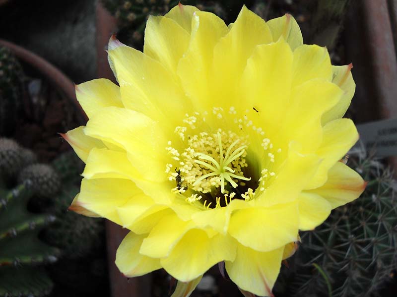 echinopsis ibrido