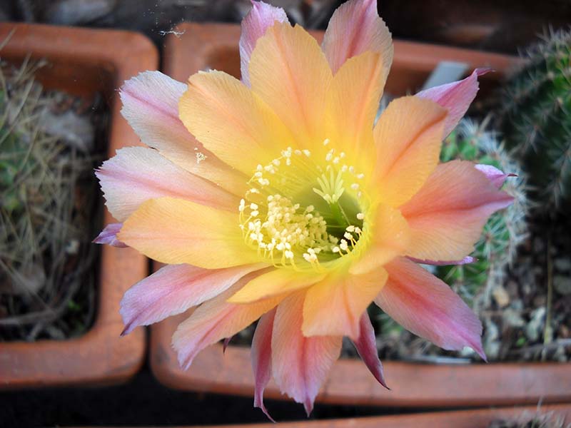 Echinopsis cv. nelissa 