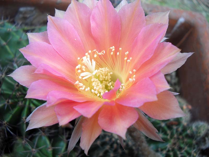 Echinopsis sp. 4 