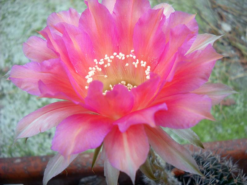 Echinopsis ibrido 