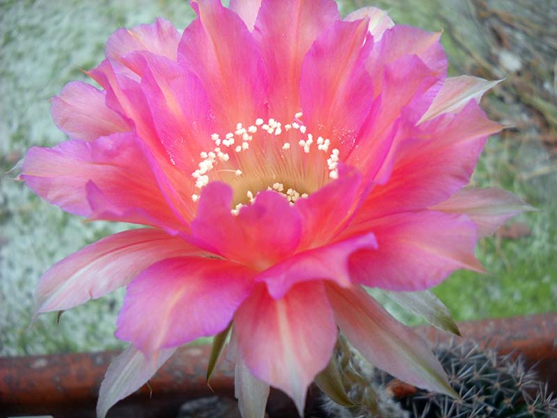 Echinopsis sp. 5 