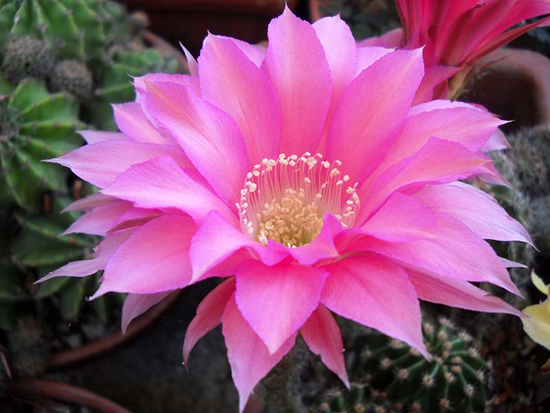 Echinopsis sp. 6 