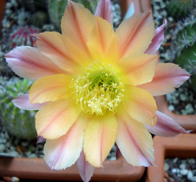 Echinopsis cv. nelissa 