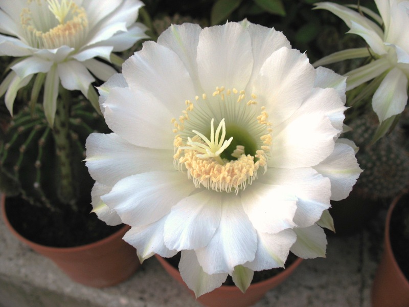 Echinopsis eyriesii 