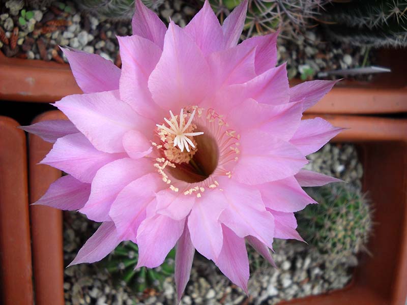 Echinopsis sp. 7 