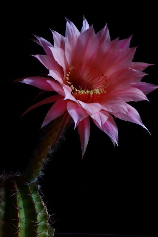 Echinopsis cv. spring blush 