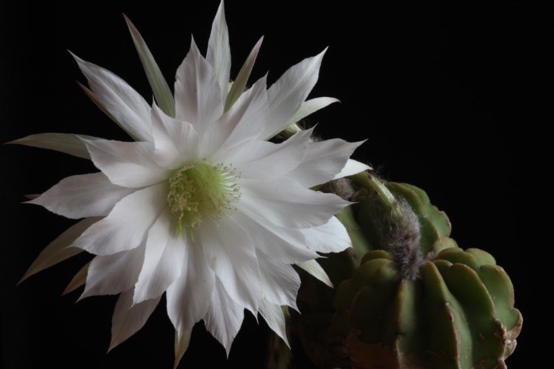 echinopsis subdenudata