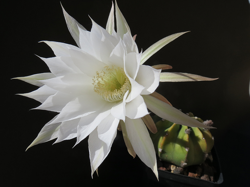 Echinopsis subdenudata 