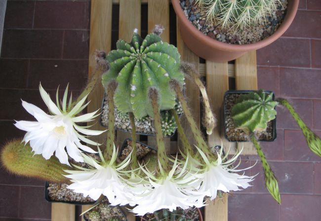 Echinopsis subdenudata 