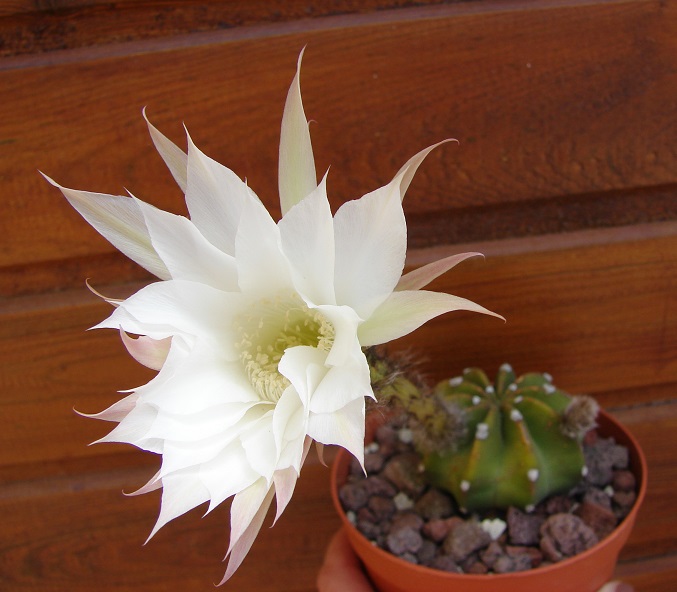 Echinopsis subdenudata 