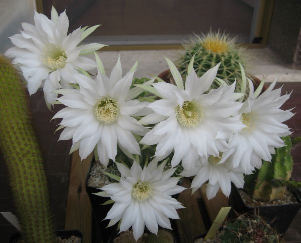 Echinopsis subdenudata 