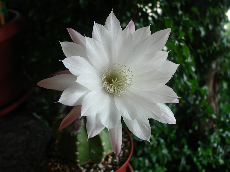 Echinopsis subdenudata 