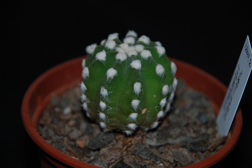 Echinopsis subdenudata 